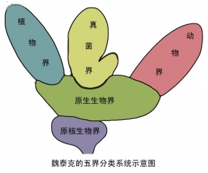 生物界分类的演变过程